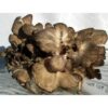 Fresh Maitake Mushrooms Hen Of The Woods