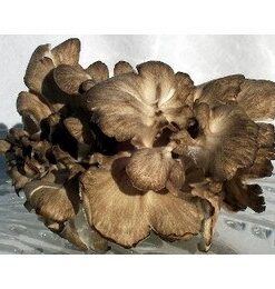 Fresh Maitake Mushrooms Hen Of The Woods