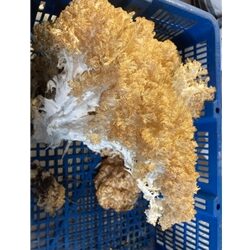 Fresh Lion’s Mane Mushroom