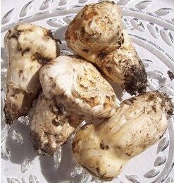 Fresh Matsutake Under 2.5”