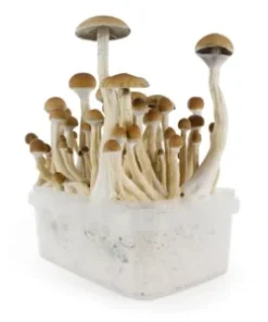 FRESH MUSHROOMS GROW KIT ‘B+’