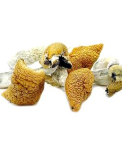 Golden Teacher Magic Mushrooms