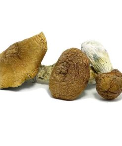 King Kong Magic Mushrooms