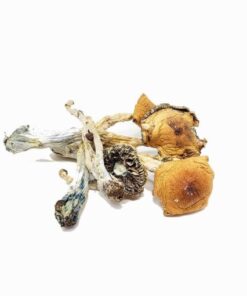 Puerto Rican Magic Mushrooms