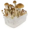 FRESH MUSHROOMS GROW KIT ‘MCKENNAII’