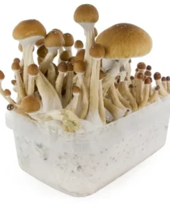 FRESH MUSHROOMS GROW KIT ‘MCKENNAII’