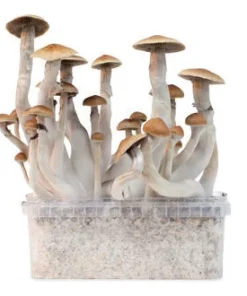 ZAMNESIA GROW KIT ‘TREASURE COAST’